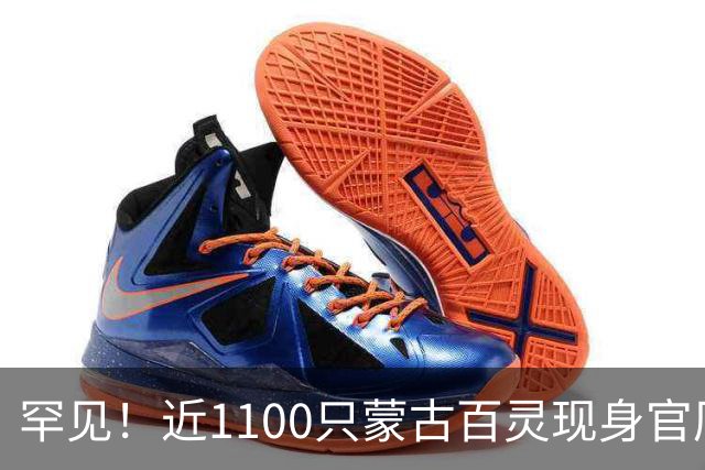 罕见！近1100只蒙古百灵现身官厅水库